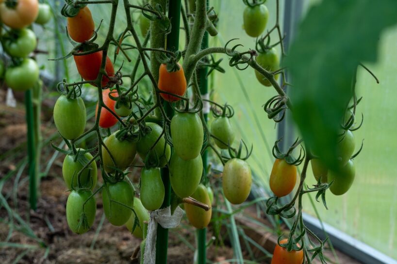 Tomātu un piparu stādu stiprināšana – labākais, ko darīt šī gada aukstajā pavasarī