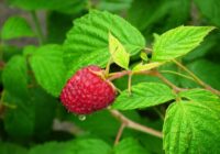 Kā maijā barot avenes, lai ogas būtu lielas un saldas – soli pa solim sniegti norādījumi