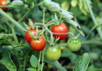 Kā pabarot tomātus ar zivju miltiem – viena kļūda var sabojāt saknes