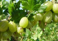 Lielogu ērkšķogas – 5 šķirnes, kas uzrunās jūsu dārzu (un vēderu)