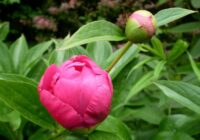 Iestādiet šajā vietā peoniju: tā ziedēs bagātīgāk nekā jebkad agrāk