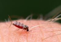 Kā izgatavot odu slazdus: 5 labākie paņēmieni