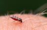 Kā izgatavot odu slazdus: 5 labākie paņēmieni