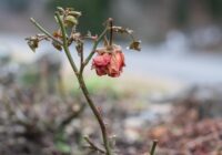Pastāstīsim, kāpēc augi novīst un kā tiem palīdzēt