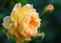 Kāpēc rozes nezied: 5 biežāk pieļautās kļūdas