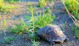 Lieliski padomi, kā ātri atbrīvoties no nezālēm, pirms tās pārņem jūsu pagalmu