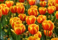 Tulpes un vēl 4 augi sabojāja manu puķu dobi – stāstu kāpēc