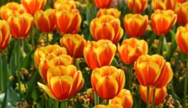 Tulpes un vēl 4 augi sabojāja manu puķu dobi – stāstu kāpēc