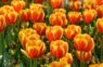 Tulpes un vēl 4 augi sabojāja manu puķu dobi – stāstu kāpēc