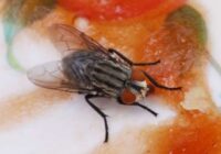Kā atbrīvoties no mušām dzīvoklī – 6 metodes, kas patiešām darbojas