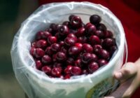 Kā pareizi uzglabāt ķiršus – efektīvi padomi un metodes
