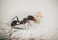 Kā atbrīvoties no cukura skudrām un tās atturēt no atgriešanās