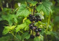 Kā atjaunot vecos jāņogu un upeņu krūmus, lai jau pēc 2 gadiem priecātos par lielisku ražu