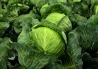 Augi, kurus vienmēr vajadzētu audzēt kopā ar kāpostiem, pēc profesionālu dārznieku ieteikumiem