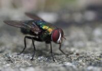 Atbrīvoties no mušām mājās ir ļoti vienkārši un mēs pastāstīsim kā to izdarīt