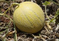 Stādot šajās jūnija dienās, arbūzi un melones izaugs lieli