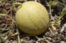 Stādot šajās jūnija dienās, arbūzi un melones izaugs lieli