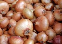 Kā pareizi uzglabāt sīpolus, lai tie nedīgtu un saglabātos svaigi 3 mēnešus