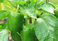 Nestādiet šos augus papriku tuvumā, lai paprika nekļūtu rūgta