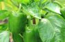 Nestādiet šos augus papriku tuvumā, lai paprika nekļūtu rūgta