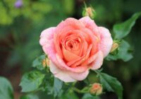 Rozes ziedēs bagātīgi, ja pagatavosiet vienkāršu mēslojumu no 3 sastāvdaļām