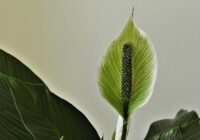 Kāpēc manas miera lilijas lapas kļūst melnas, iemesli  kā to ātri novērst