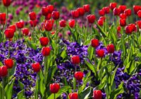 Iemesli, kāpēc jūsu tulpes šajā pavasarī neziedēja