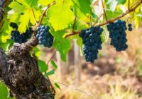Aromātiskas marinētas vīnogas būs labākā gaļas uzkoda