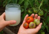 5 kopšanas darbi, kas darāmi augustā, lai tomātus nepiemeklē vēlā puve