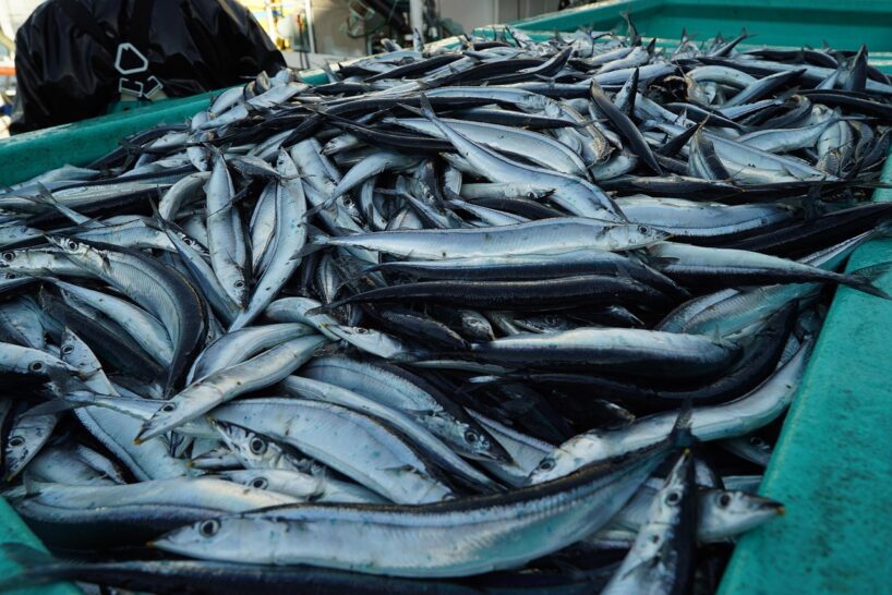 Pastāstīsim, kāds ir želejveida zivju pīrāga sabalansētas garšas noslēpums