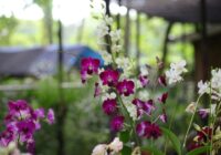 Orhidejas visu vasaru ziedēs krāšņi, ja augustā paveiksies ar tām pavisam vienkāršu uzdevumu