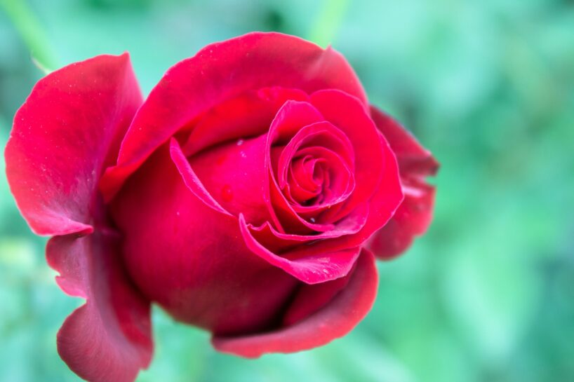 Rozes ziedēs bagātīgi visu vasaru, ja augsnei pievienosiet šo vienu virtuves pārpalikumu