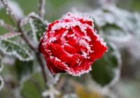 Kad apgriezt rozes, lai katru gadu iegūtu skaistus ziedus