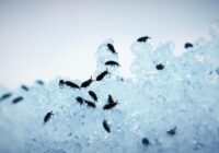 Kā tikt vaļā no blusām pagalmā un nepieļaut to nonākšanu mājās