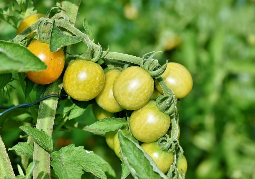 Neizmetiet šo sabojājušos produktu, jo ar to varat mēslot savus tomātus