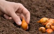 Ziemas sīpoli jāstāda tikai šajā periodā – 2025. gada “zelta” datumi