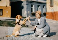 Dresētājs nosauc piecus cilvēku tipus, kuriem nekad nevajadzētu iegādāties suni