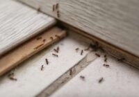 Skudras vairs nekad neiekļūs Jūsu mājā, ja pārkaisīsiet 2 vienkāršas sastāvdaļas