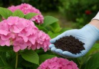 Hortenziju mēslošana augustā: vienkārši paņēmieni, kā saglabāt ziedēšanu un sagatavot krūmus ziemai