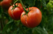 Tomāti plaisā kā baloni – šis vienkāršais paņēmiens saglabā visu ražu 24 stundu laikā Tomāti plaisā kā baloni – šis vienkāršais paņēmiens saglabā visu ražu 24 stundu laikā