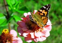 Horoskops 20. augustam: Lauvai – problēmas komunikācijā, Skorpionam- jaunas vērtības