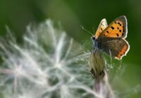 Horoskops 11. augustam: Vērsim – jaunas idejas, Lauvai – piedāvājumi