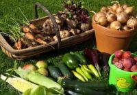 Nekad neatdodiet nevienam liekus dārzeņus no sava dārza – stāstu kāpēc to nevajadzētu darīt