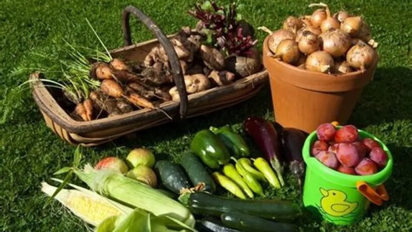 Nekad neatdodiet nevienam liekus dārzeņus no sava dārza – stāstu kāpēc to nevajadzētu darīt