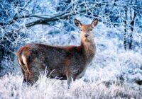Vai tiešām oktobrī jau snigs – meteorologi atklāj detaļas par gaidāmo laiku rudenī