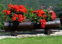 Sulīgas pelargonijas noslēpumi: kad un kā apgriezt, lai tā ziedētu visu sezonu