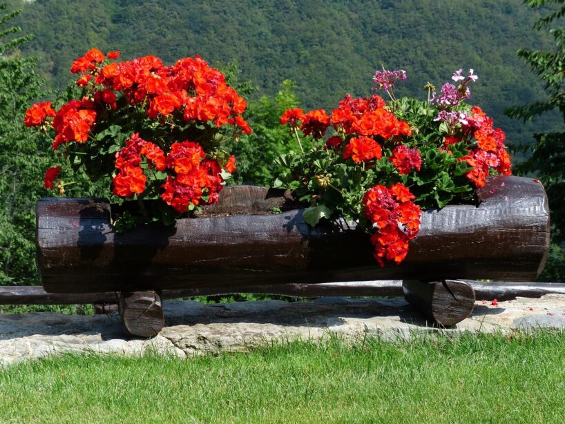 Sulīgas pelargonijas noslēpumi: kad un kā apgriezt, lai tā ziedētu visu sezonu