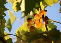 Kā ātri atbrīvoties no mājas mušām, izmantojot tikai etiķi, pēc tīrīšanas speciālistu ieteikuma
