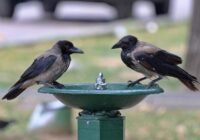 Rudens šogad ieradīsies ātrāk nekā parasti — jau noteikts, kad gaidāms straujš temperatūras kritums