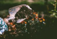 Šie 5 darbi, kas katram dārzniekam jāveic pirms rudens